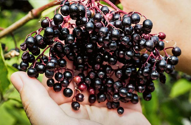 Holunderbeeren: Reich an Anthocyanen (Foto: 123RF/radowitz) Holunderbeeren