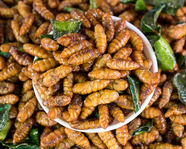 Insekten auf dem Teller