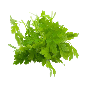 Kerbel