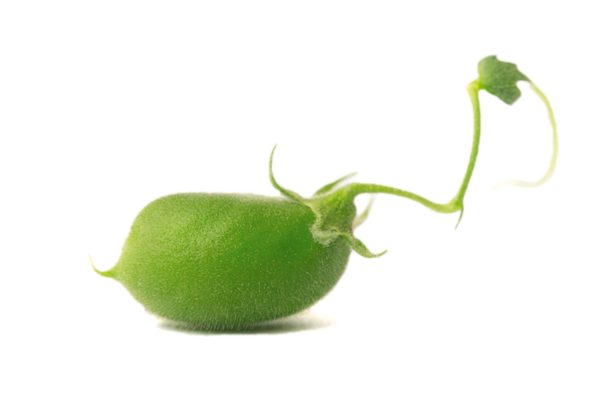 grüne Kichererbse