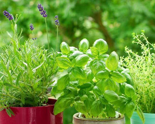Frische Kräuter enthalten viele Antioxidanzien (Foto: Panthermedia) Kräuter Antioxidanzien
