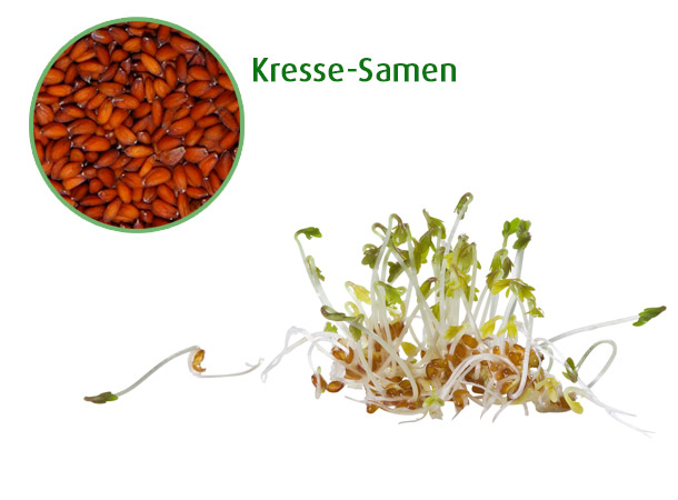 Kresse: Ideal fürs Sprossenziehen (Foto: A.Vogel AG) Kressesamen und Kressesprossen
