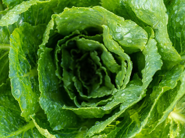 Kopfsalat Kopfsalat
