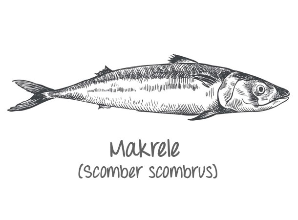 Makrele enthält viel Omega 3 Fettsäuren (Foto: 123RF/lapuma) Makrele Omega 3