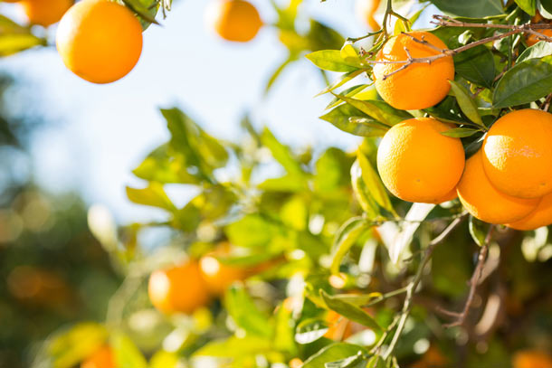 Orangen 