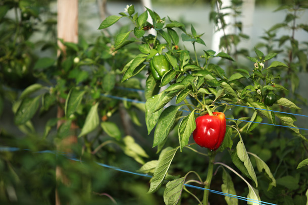 Paprika/Peperoni Peperoni