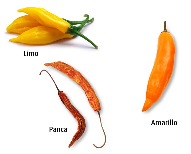 Peruanische Chilis: Limo, Amarillo und Panca (Foto: 123RF) Peruanische Chilis