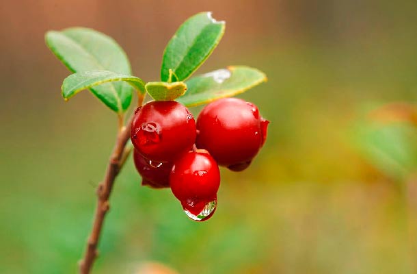 Preiselbeeren: Reich an Vitamin C, Fruchtsäuren und Gerbstoffen. (Foto: 123RF/S.Urladnikov) preiselbeeren