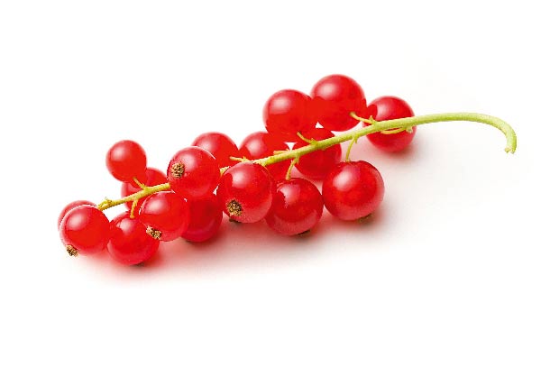 Rote Johannisbeeren (Foto: 123RF/jirkaejc) Ein Zweig rote Johannisbeeren