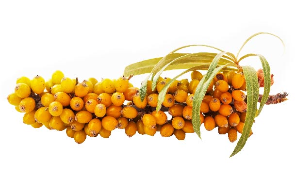 Sanddorn: Reich an Vitamin C und Carotinoiden und (Foto: 123RF/yurakp) sanddorn
