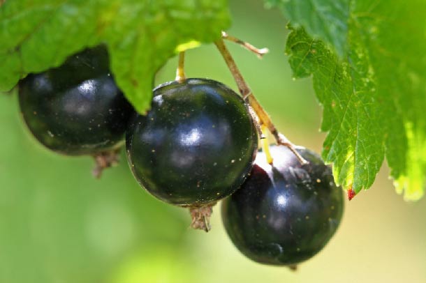 Schwarze Johannisbeeren (Foto: Panthermedia) Schwarze Johannisbeeren am Strauch