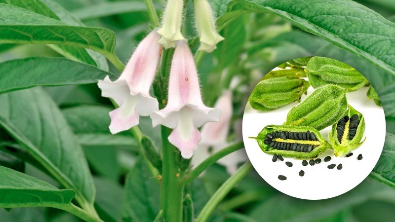 Gesunder Sesam: (Foto: 123RF/A. Chantrakool und Dreamstime/Y.Zhan) Sesampflanze