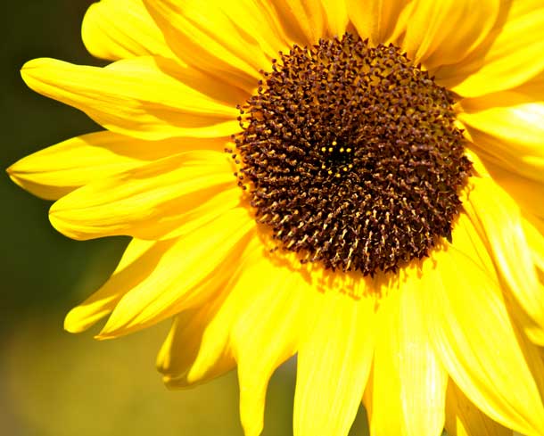 huile de tournesol