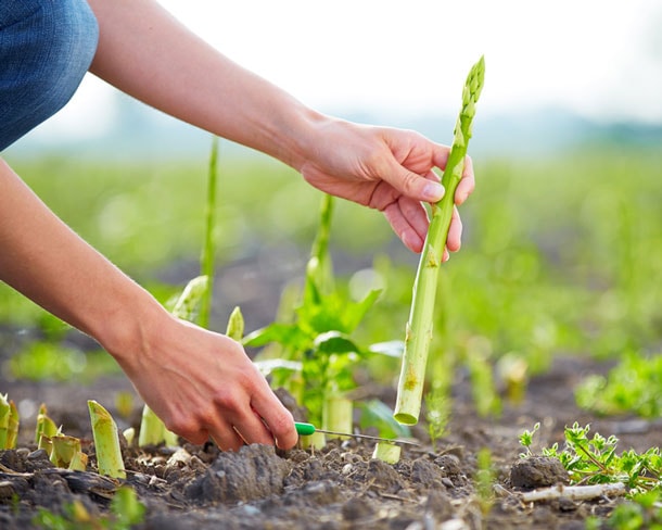 Grüner Spargel wird geerntet! (Bild: fotolia) Spargel Ernte