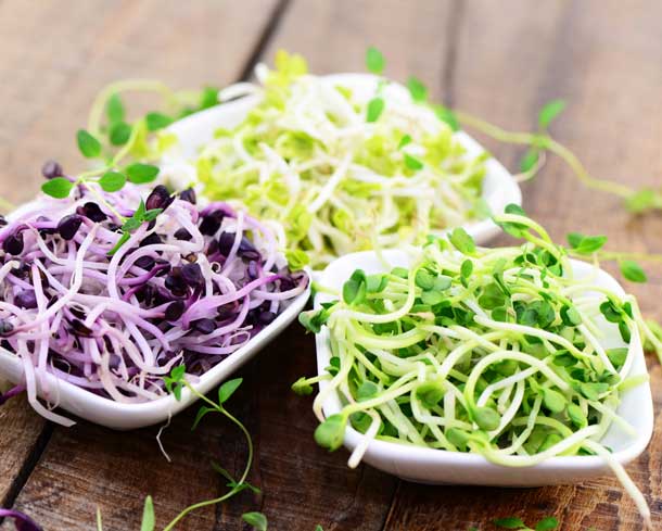 Les pousses et graines germées pour une apport en vitamine B2 (photo : fotolia) Les pousses et graines germées pour une apport en vitamine B2