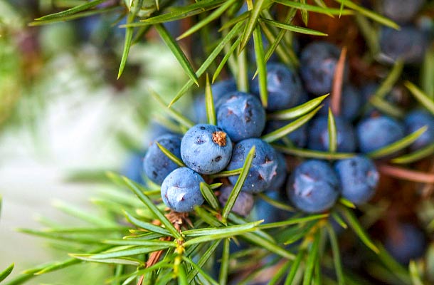 Wacholderbeeren: Reich an ätherischen Ölen, Harzen, Flavonoiden und Gerbstoffen. (Foto: 123RF/oksix) Wacholderbeeren am Strauch