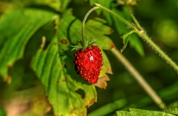 Walderdbeere: Reich an Flavonoiden, ätherischem Öl und Gerbstoffen. (Foto: Fotolia/Pali) einzelne Walderdbeere