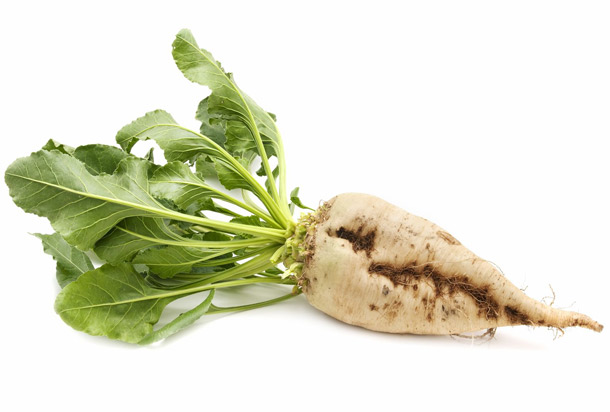 Zuckerrübe