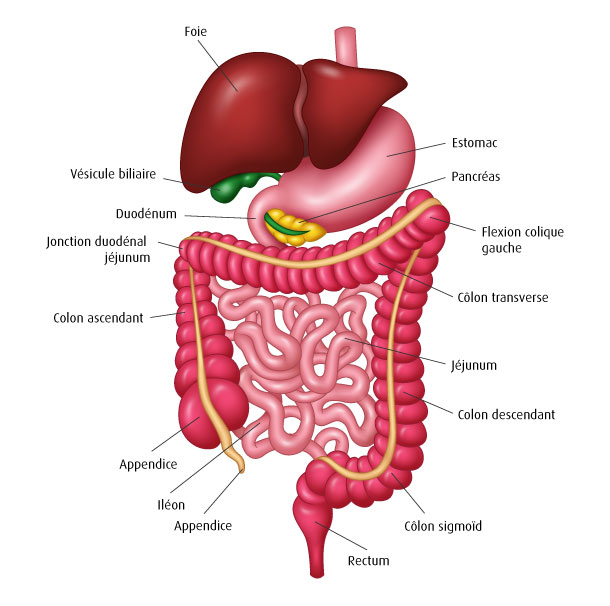 A.Vogel: Organes digestifs d'infographie (Illustration: 123RF, Lisa Arjo Sukamto)