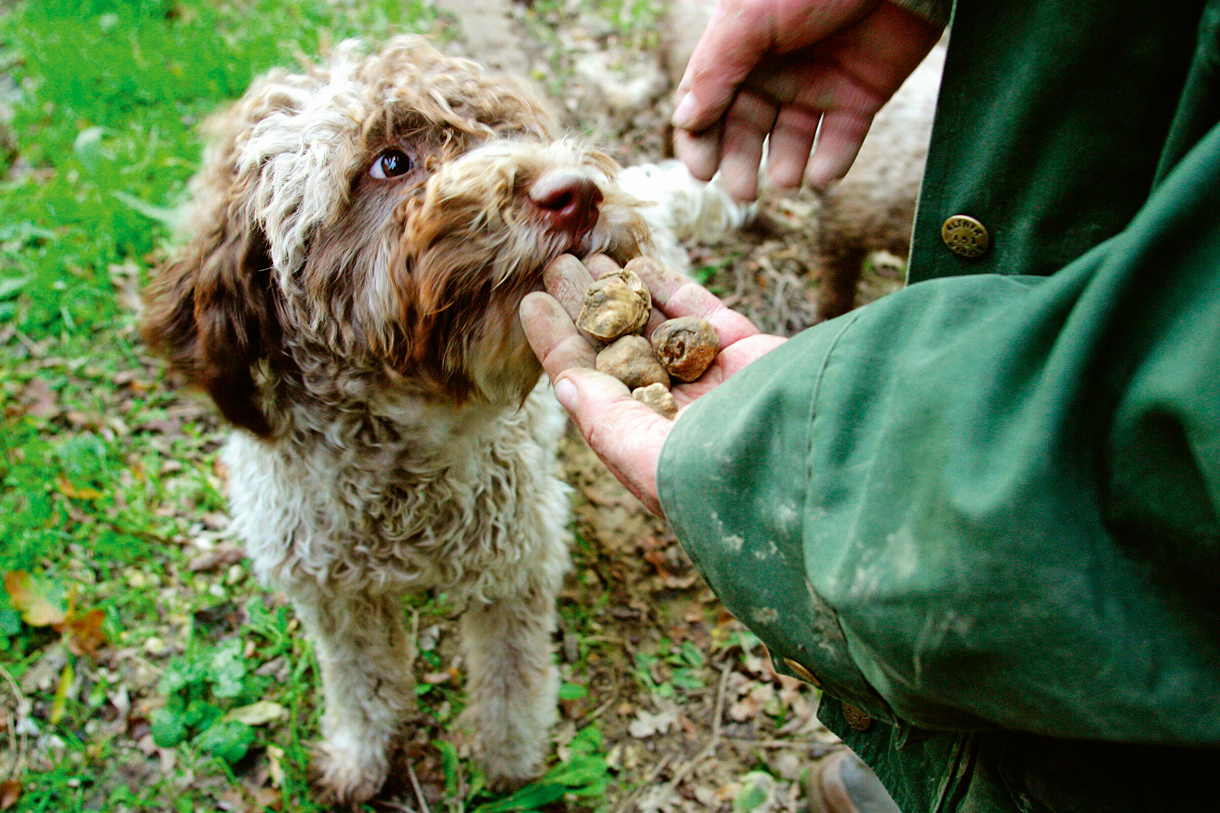 Trüffelhund (Foto: Mauritius Images, S Cellai) Man sieht auf dem Bild einen Trüffelhund bei der Arbeit. Sein Herrchen hält gerade eine Handvoll der edlen Knollen in den Händen. Im Bildausschnitt sieht man nur die Hände der Person, der Hund mit hellem - braunem, fleckigem Fell steht im Zentrum.