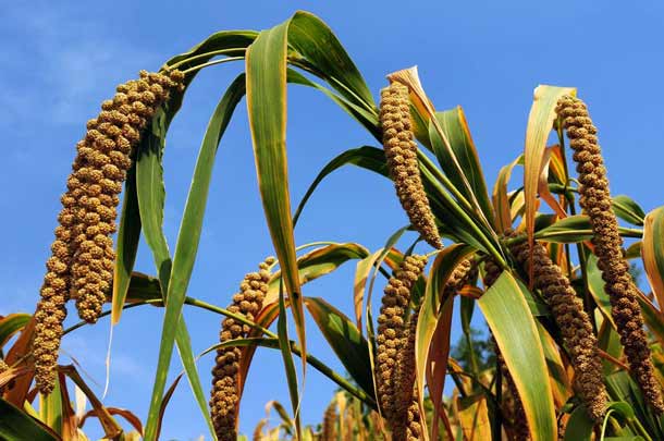 Hirse-Feld (Foto: 123RF/ Y. Jun) Hirse Feld