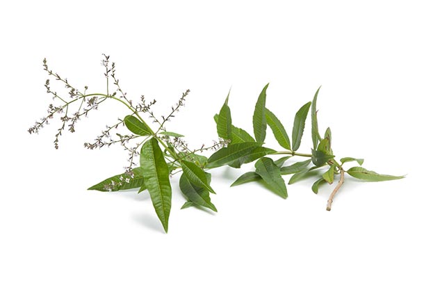 Zitronenverbene mit Blüten liegend. 
