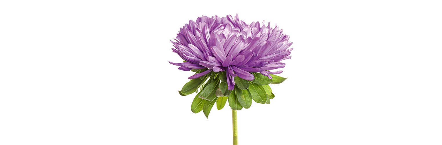 Die Blüten der Aster sind essbar. (Foto: 123RF, liudmilachernetska) Eine violette Blüte der Aster steht vor weissem Hintergrund.