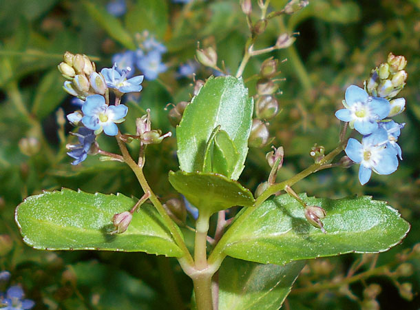 Bachbunge besitzt Bitterstoffe, wirkt stoffwechselanregend und etwas entwässernd (Foto: WikimediaCommons/Salicyna) Bachbungenpflanze