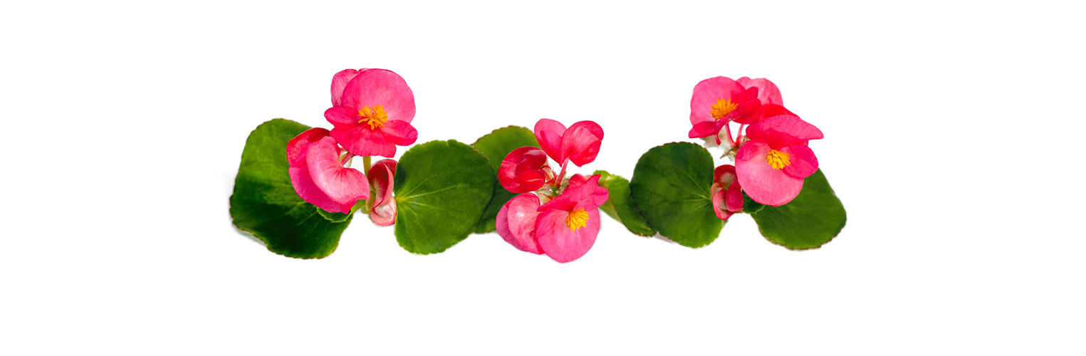 Essbare Begonien-Blüten (Foto: 123RF, chitaika) Rosafarbene Blüten der Begonie stehen vor weissem Hintergrund.