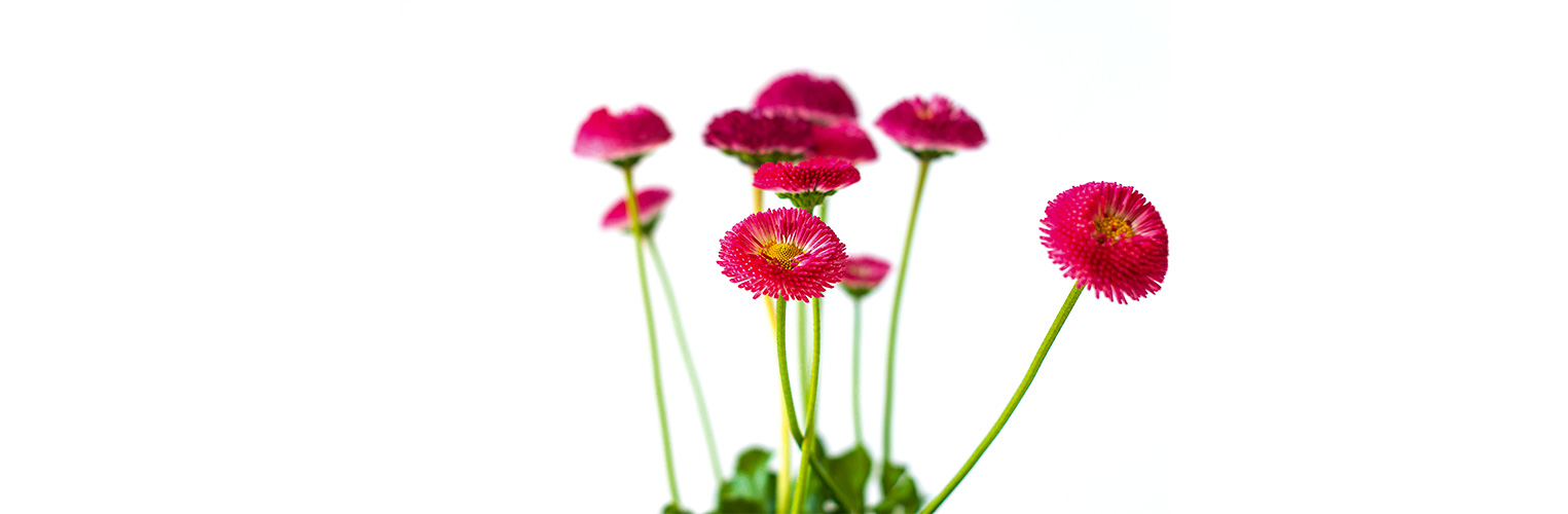 Gänseblümchen Blüten sind essbar. (Foto: 123RF, kawaiis) Pinkfarbene Blüten der Bellis stehen vor weissem Hintergrund.