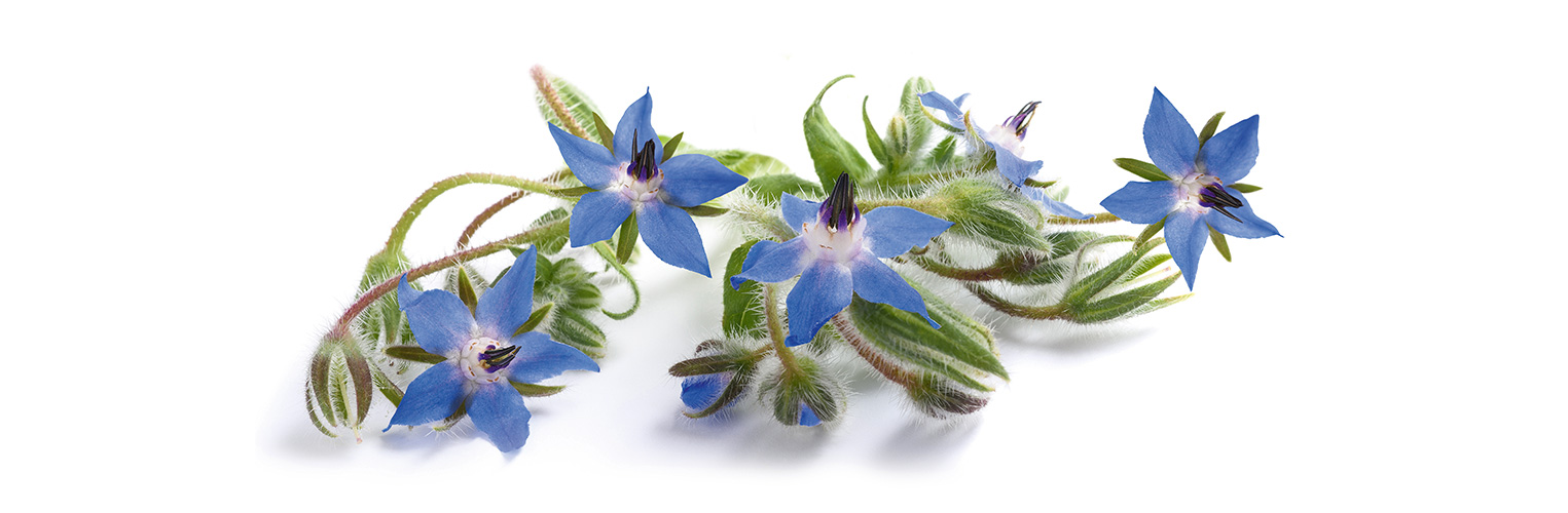 Borretschblüten sind essbar. (Foto: 123RF, scis65) Ein Blütenstrauss Borretsch liegen in weissem Raum. Die Blüten muten an wie blaue Sterne.