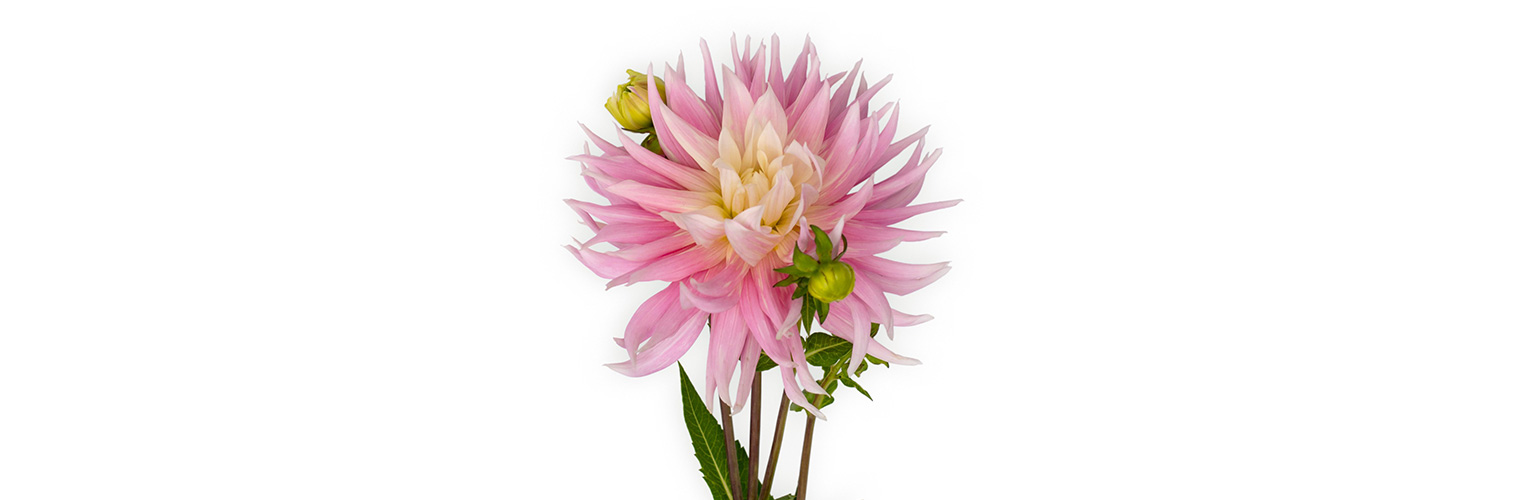 Dahlien-Blüten sind essbar. (Foto: 123RF, mcoitoru) Eine lila-gelbe Blüte der Dahlie steht vor weissem Hintergrund.