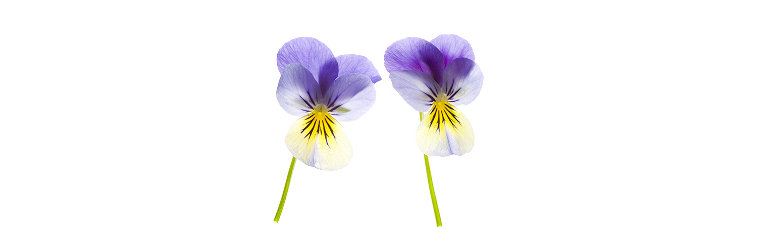Hornveilchenblüten kann man essen. (Foto: 123RF, thepoeticima) Zwei Hornveilchenblüten stehen in weissem Raum.
