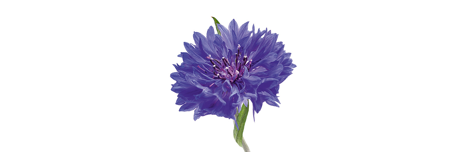 Kornblumenblüten sind essbar. (Foto: 123RF, scis65) Eine violette Blüte der Kornblume steht vor weissem Hintergrund.