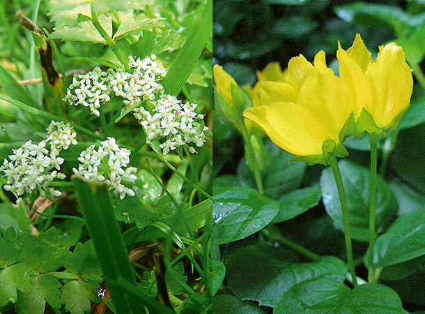 Kriechender Sellerie (li.) und Pfennigkraut (re.) (Foto: WikimediaCommons/L.J. Mehrhoff und Lamiot) Kriechender Sellerie und Pfennigkraut