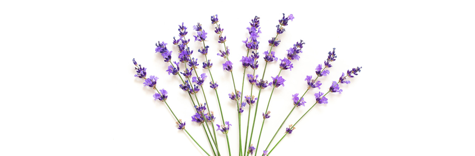 Lavendelblüten sind essbar. (Foto: 123RF, svl861) Ein lockerer Strauss blühender Lavendelstängel liegen auf wiessem Hintergrund.