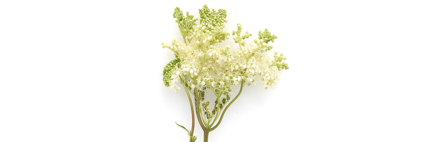 Mädesüssblüten sind essbar. (Foto: 123RF, ruckszio) Eins weisser Blütenstrauss Mädesüss liegt auf weissem Grund.