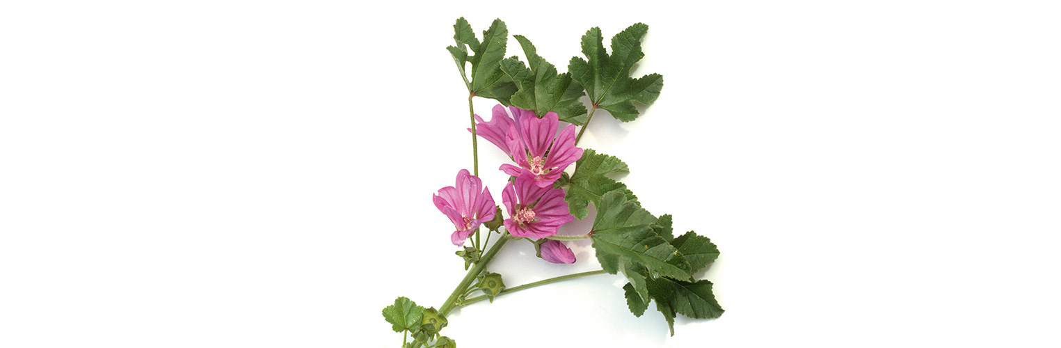 Malvenblüten sind essbar. (Foto: 123RF, ruckszio) Ein Blütenzwei Malven liegt auf weissem Hintergrund.