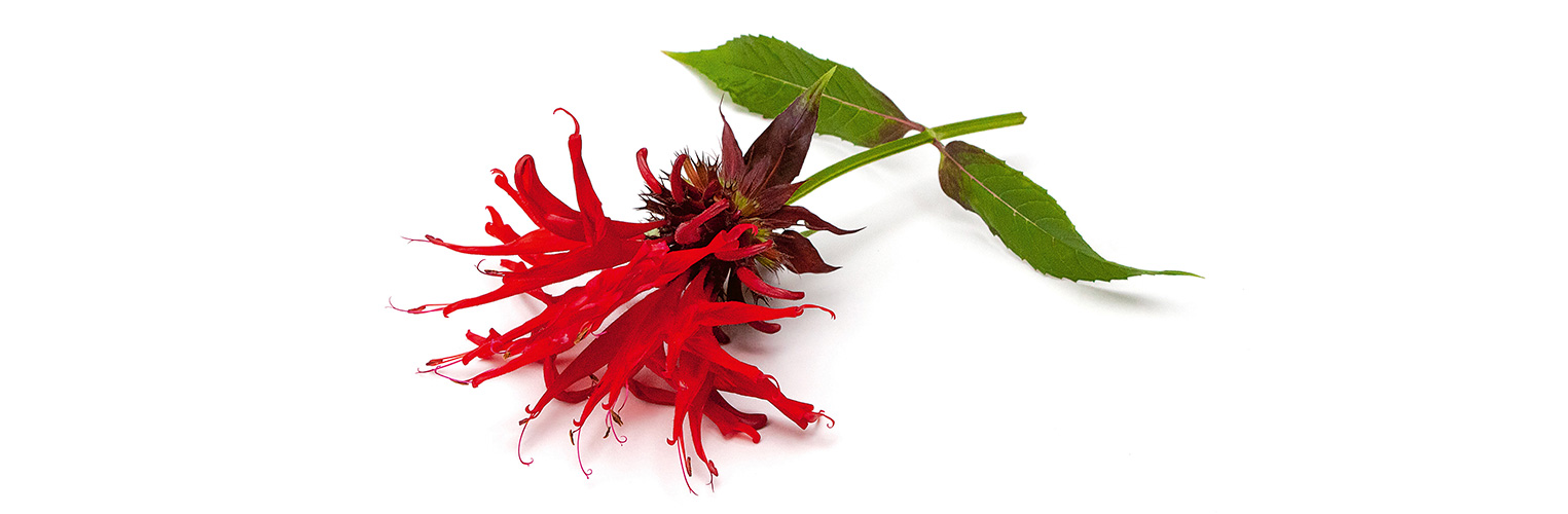 Goldmelisse Blüten sind essbar. (Foto: 123RF, epantha) Eine leuchtend rote Blüte der Goldmelisse liegt vor weissem Hintergrund.