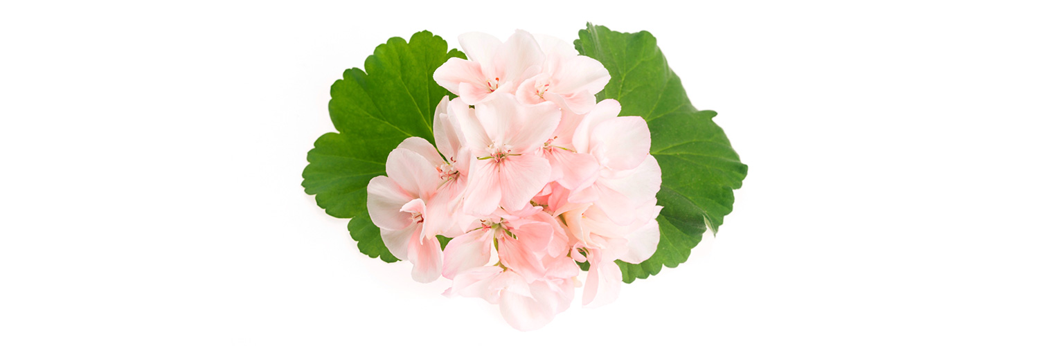 Pelargonien-Blüten sind essbar. (Foto: 123RF, joannawnuk) Ein zart rosa Blüte-Strauss der Duftpelargonien steht vor weissem Hintergrund.