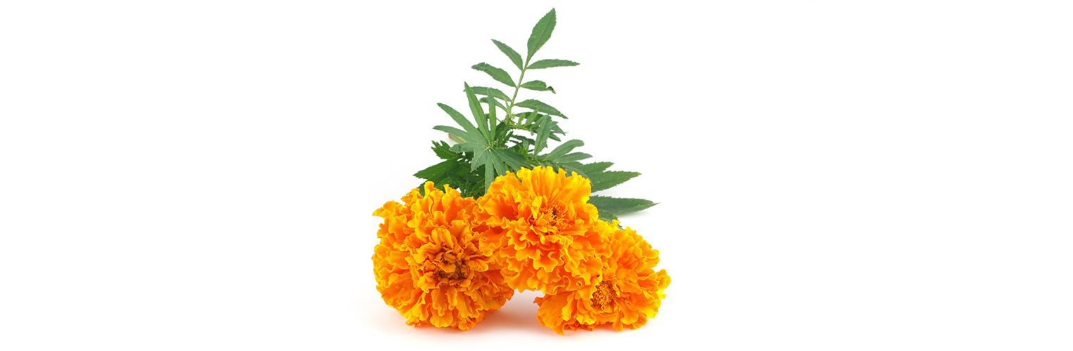 Die Blüten der Tagetes sind essbar. (Foto: 123RF, lenyvavsha) Orange leuchtende Tagetes liegen in weissem Raum.