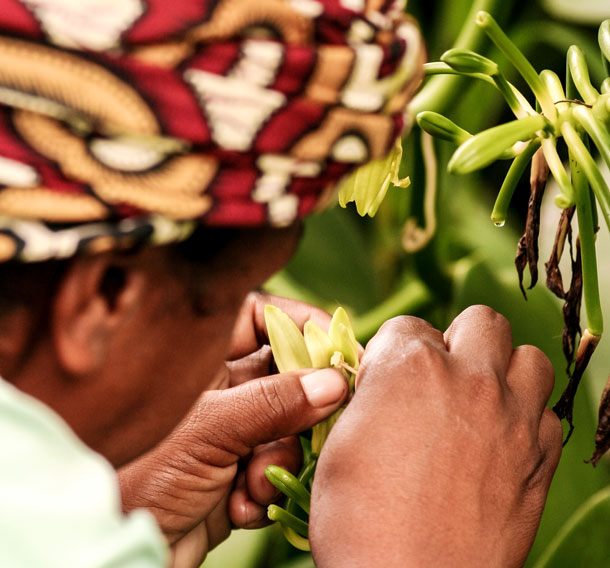 Culture de vanille (Photo: 123RF, pierivb) Dans certaines régions en croissance, les gens sont pollinisés à la main.