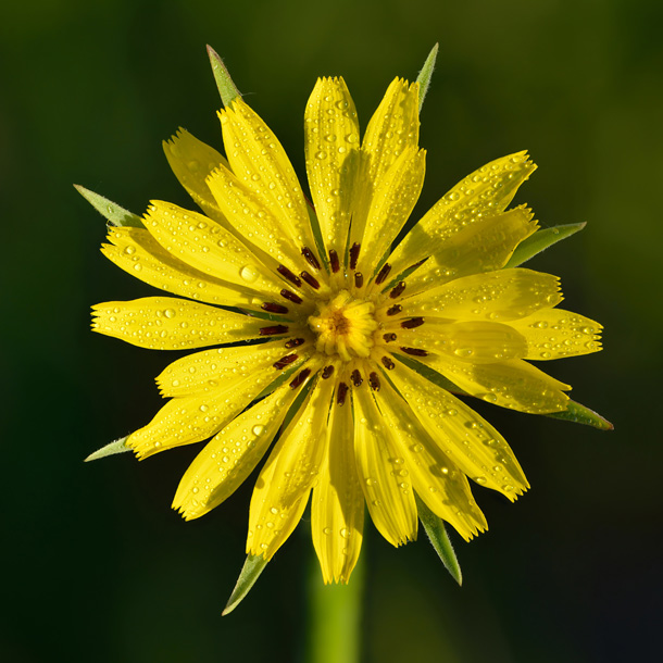 Wiesenbocksbart: Lange vergessenes Wildgemüse (Foto: WikimediaCommons/Iifar) Wiesenbocksbart-Blüte
