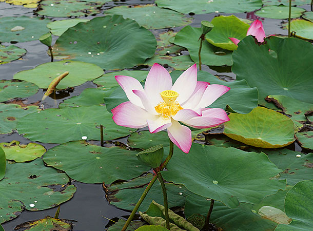 Lotos gedeiht auch im mitteleuropäischen Klima (Foto: WikimediaCommons/Prenn) Lotosblüte