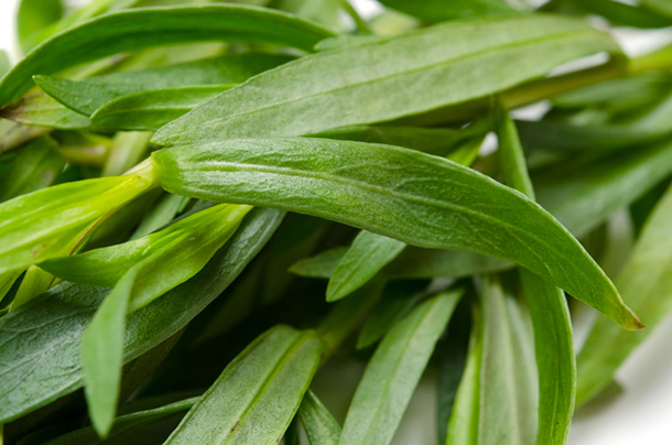 L'estragon est aussi une plante médicinale (Photo: Dreamstime)