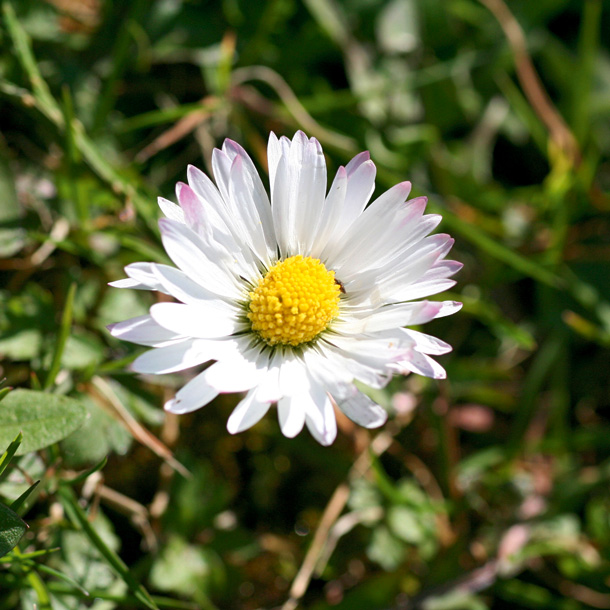 Gänseblümchen: Das ganze Jahr über schön (Foto: W. Jost) Gänseblümchen-Blüte