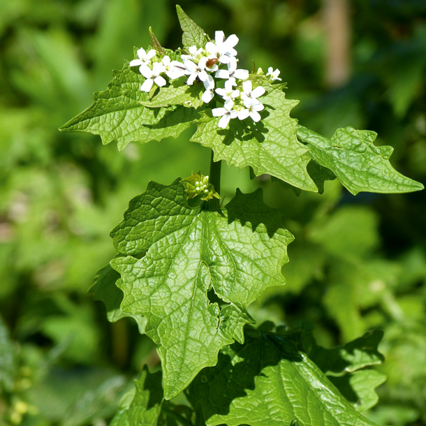 Knoblauchsrauke: Gewürz des armen Mannes (Foto: W. Jost) Knoblauchsrauke