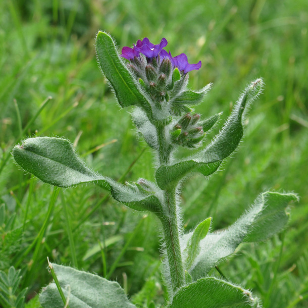 Ochsenzunge: Ausgezeichnetes, mildes Wildgemüse (Foto: WikimediaCommons/R. Flogaus-Faust) Ochsenzunge
