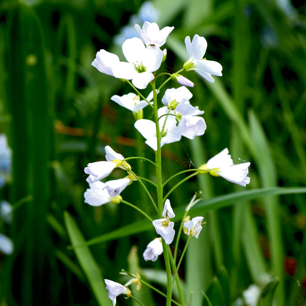 Wiesenschaumkraut: Highlight in der Kräuter-Küche (Foto: W. Jost) Wiesenschaumkraut-Blüten