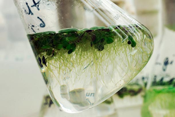 Wasserlinsenanzucht und -überprüfung an der Universität Jena. (Foto: FSU Jena, J. P. Kasper) In einem Laborgefäss schwimmende Wasserlinsen im Fokus.